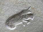 Glyphea pseudoscyllarus SCHLOTHEIM